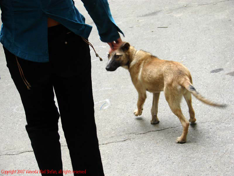 Vaivoda Vlad Stefan fotograf in Romania femeie spate caine vagabond maidanez trotuar asfalt cartierul Titan sector 3 Bucuresti 2007