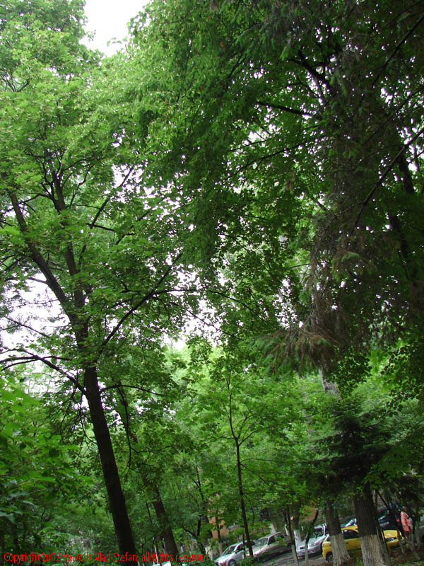 Vaivoda Vlad Stefan fotograf in Romania copaci vegetatie plante verde masini cartierul Titan sector 3 Bucuresti 2007