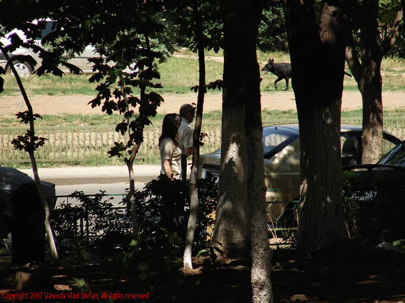 Vaivoda Vlad Stefan fotograf in Romania cartierul Berceni Bulevardul Constantin Btancoveanu sector 4 Bucuresti 2007