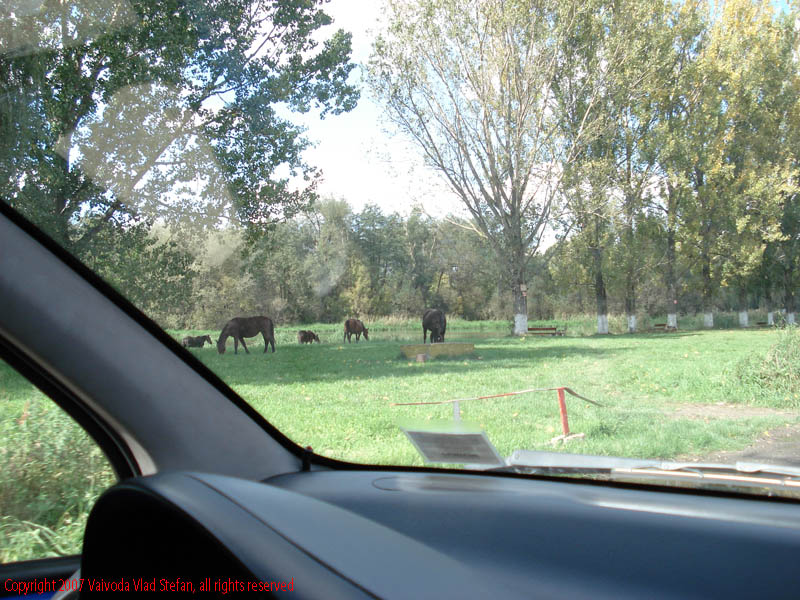 Vaivoda Vlad fotograf in Romania cal cai pascut iarba verde apa rau Malul Muresului strada Plutelor 2007