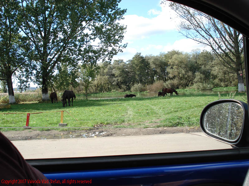 Vaivoda Vlad fotograf in Romania cal cai pascut iarba verde apa rau Malul Muresului strada Plutelor 2007