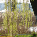 thumbnail galerie poze prin municipiul Tg Mures 2007