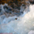 thumbnail galerie poze Azomures 2007
