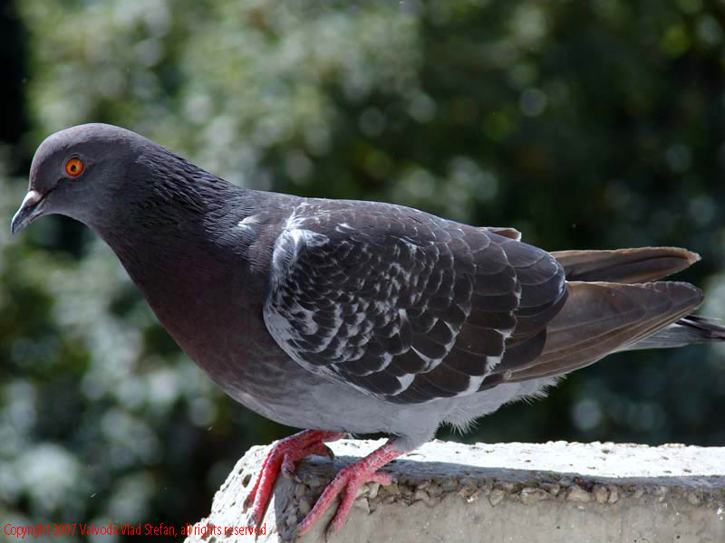 Vaivoda Vlad fotograf in Romania pasare Porumbel columba livia prim-plan 2007
