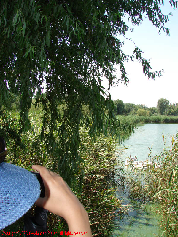Vaivoda Vlad fotograf in Romania Panorama lac salcie Microrezervatia Biserica Sfantul Mina Constanta 2007 poza 1