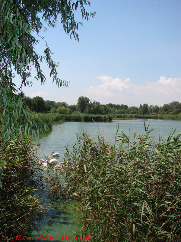 Vaivoda Vlad fotograf in Romania Panorama lac salcie apa Microrezervatia Biserica Sfantul Mina Constanta 2007 poza 2