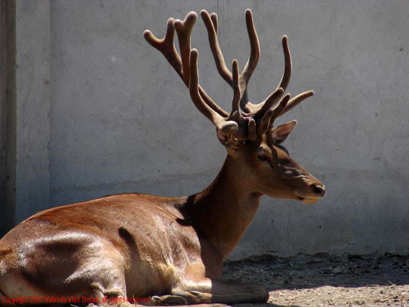 Vaivoda Vlad fotograf in Romania Animale salbatic cusca natura natural vara zoo captiv in Microrezervatia Constanta 2007