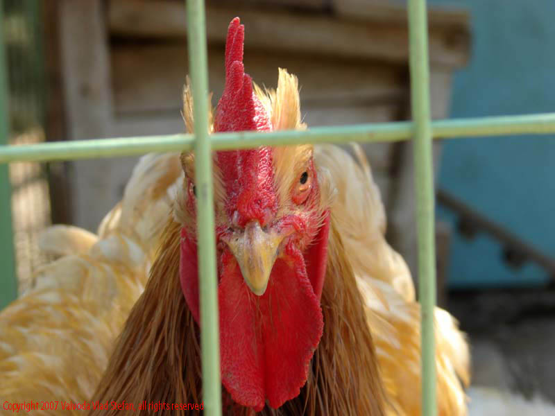 Vaivoda Vlad fotograf in Romania Animale salbatic cusca natura natural vara zoo captiv cocos alb pene in Microrezervatia Constanta 2007