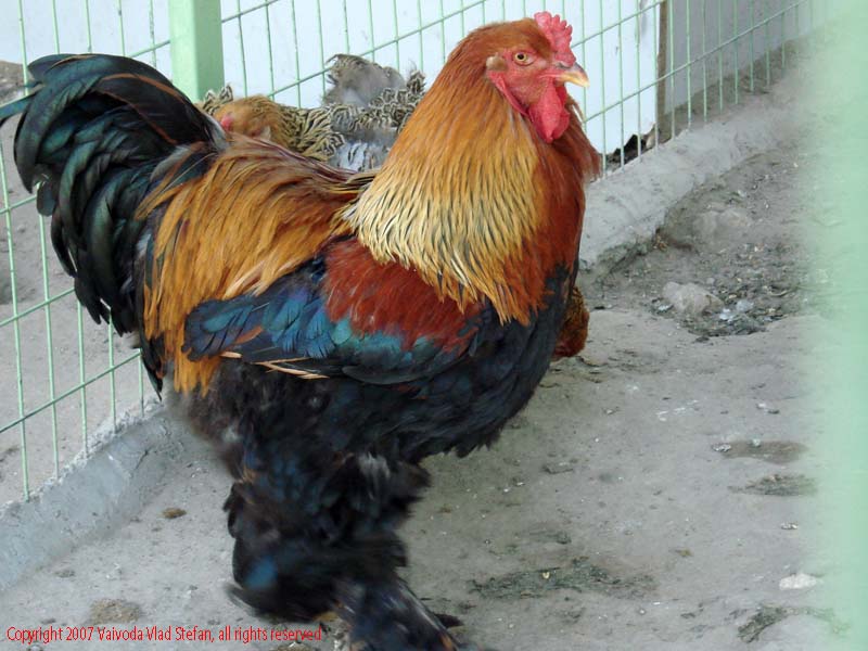 Vaivoda Vlad fotograf in Romania Animale salbatic cusca natura natural vara zoo captiv cocos pene colorst fazan in Microrezervatia Constanta 2007