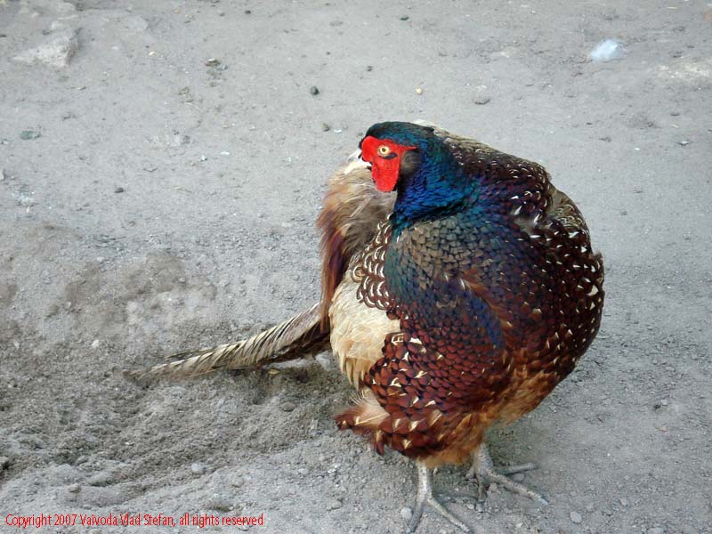 Vaivoda Vlad fotograf in Romania Animale salbatic cusca natura natural vara zoo captiv pasare in Microrezervatia Constanta 2007