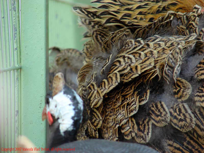 Vaivoda Vlad fotograf in Romania Animale salbatic cusca natura natural vara zoo captiv pasare in Microrezervatia Constanta 2007