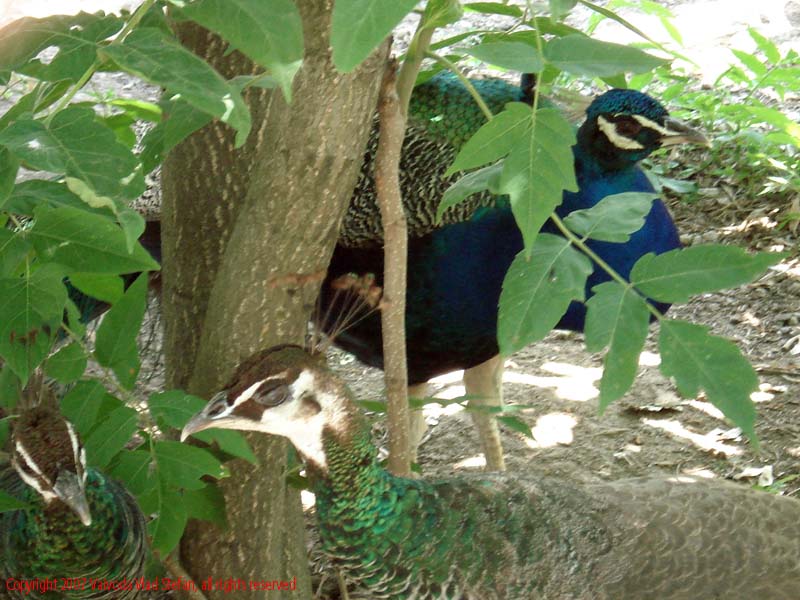 Vaivoda Vlad fotograf in Romania Animale salbatic cusca natura natural vara zoo captiv pasare paun Phasianidae pavo in Microrezervatia Constanta 2007