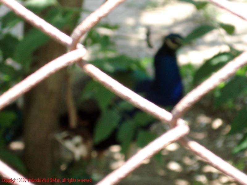 Vaivoda Vlad fotograf in Romania Animale salbatic cusca natura natural vara zoo captiv pasare paun Phasianidae pavo in Microrezervatia Constanta 2007
