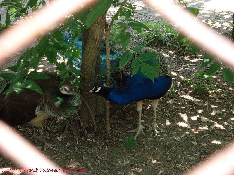 Vaivoda Vlad fotograf in Romania Animale salbatic cusca natura natural vara zoo captiv pasare paun Phasianidae pavo in Microrezervatia Constanta 2007