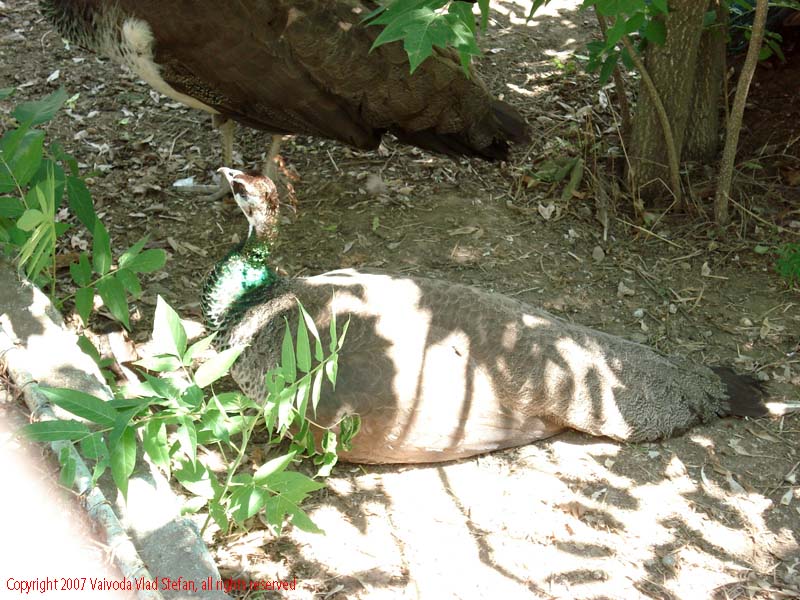 Vaivoda Vlad fotograf in Romania Animale salbatic cusca natura natural vara zoo captiv pasare paun Phasianidae pavo in Microrezervatia Constanta 2007