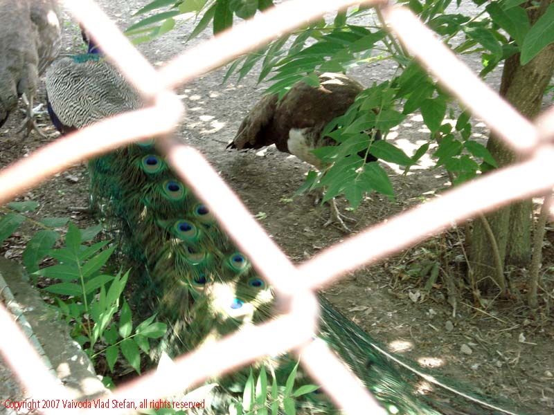 Vaivoda Vlad fotograf in Romania Animale salbatic cusca natura natural vara zoo captiv pasare paun Phasianidae pavo in Microrezervatia Constanta 2007