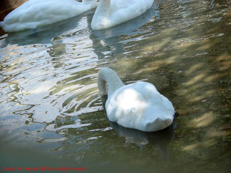 Vaivoda Vlad fotograf in Romania Animale salbatic cusca natura natural vara zoo captiv pasare lebada alba Anatidae Cygnus in Microrezervatia Constanta 2007