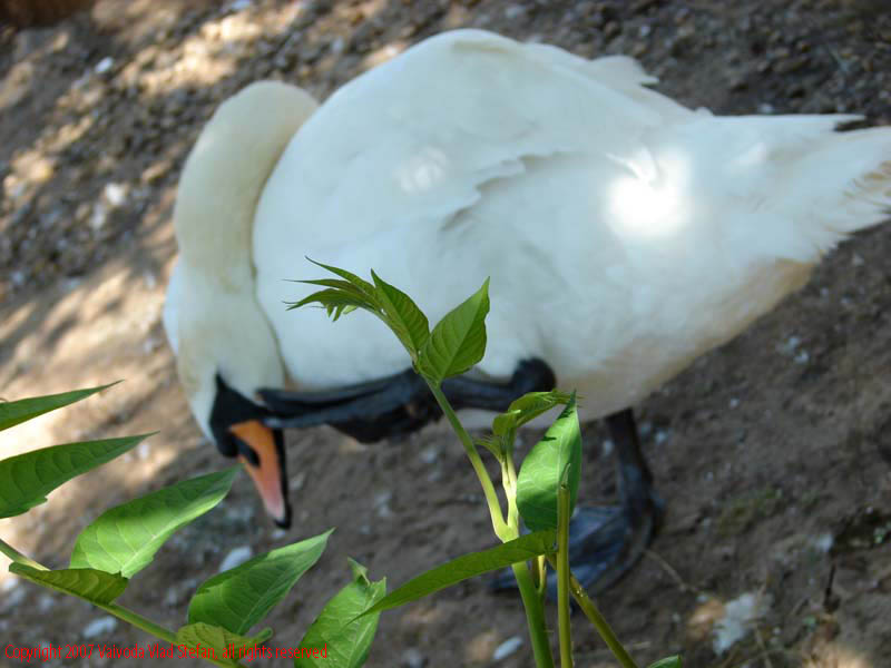 Vaivoda Vlad fotograf in Romania Animale salbatic cusca natura natural vara zoo captiv pasare lebada alba Anatidae Cygnus in Microrezervatia Constanta 2007