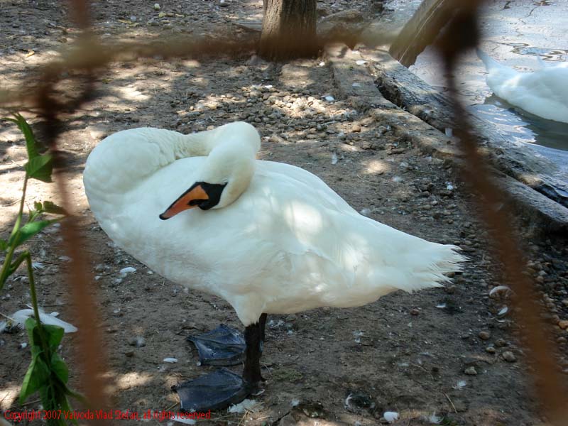 Vaivoda Vlad fotograf in Romania Animale salbatic cusca natura natural vara zoo captiv pasare lebada alba Anatidae Cygnus in Microrezervatia Constanta 2007