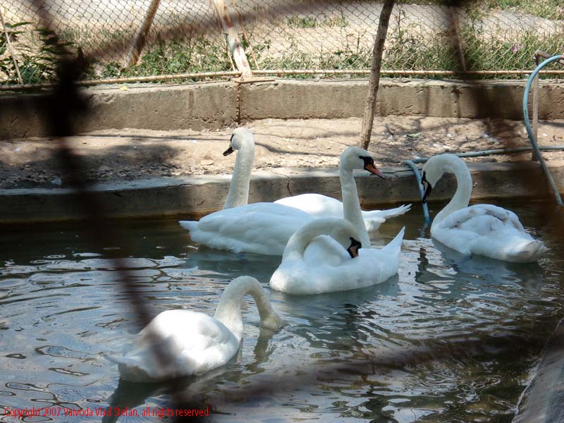 Vaivoda Vlad fotograf in Romania Animale salbatic cusca natura natural vara zoo captiv pasare lebada alba Anatidae Cygnus in Microrezervatia Constanta 2007