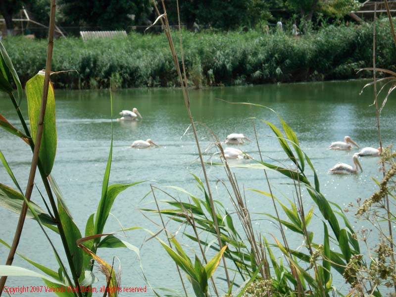 Vaivoda Vlad fotograf in Romania Pelecanidae Pelecanus lac din Microrezervatia Constanta 2007 lac din Microrezervatia Constanta 2007