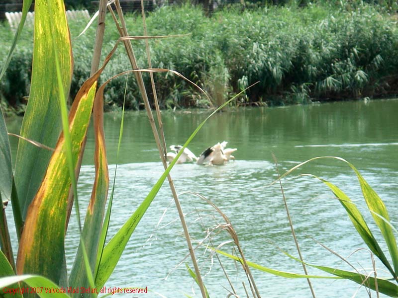 Vaivoda Vlad fotograf in Romania Pelecanidae Pelecanus lac din Microrezervatia Constanta 2007 pelicani