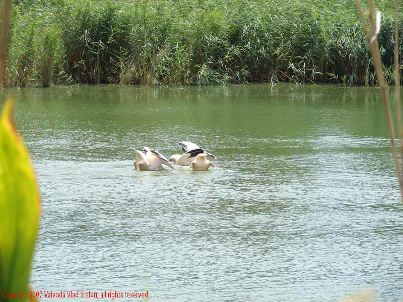 Vaivoda Vlad fotograf in Romania Pelecanidae Pelecanus lac din Microrezervatia Constanta 2007 animale pasari acvatice pelican