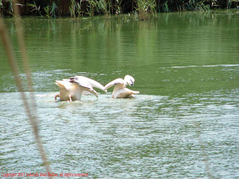 Vaivoda Vlad fotograf in Romania Pelecanidae Pelecanus lac din Microrezervatia Constanta 2007 animale pasari acvatice pelican