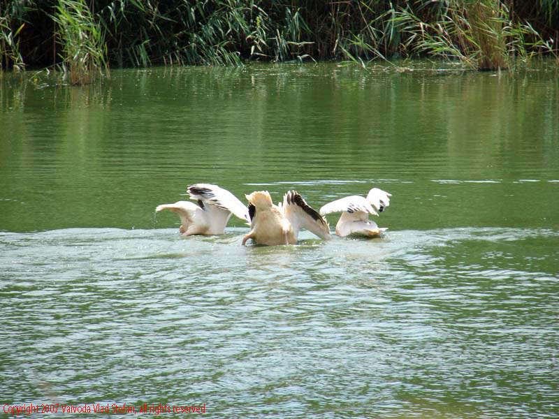 Vaivoda Vlad fotograf in Romania Pelecanidae Pelecanus lac din Microrezervatia Constanta 2007 animale pasari acvatice pelican