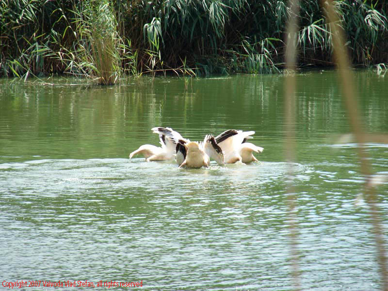Vaivoda Vlad fotograf in Romania Pelecanidae Pelecanus lac din Microrezervatia Constanta 2007 animale pasari acvatice pelican