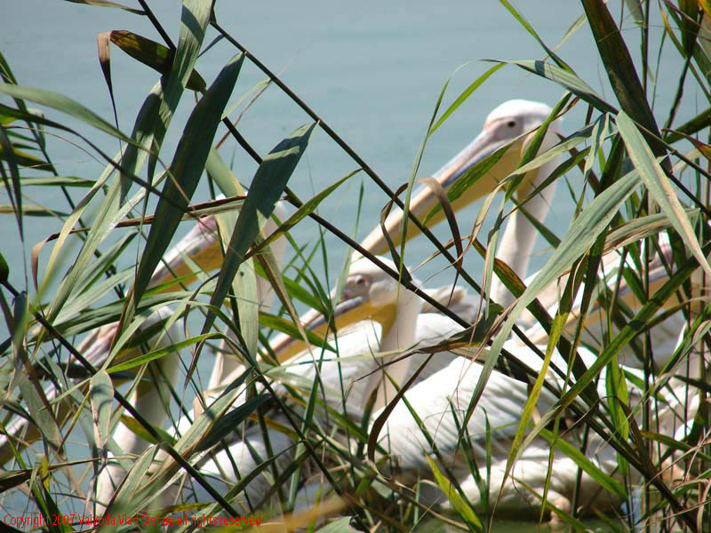 Vaivoda Vlad fotograf in Romania Pelecanidae Pelecanus lac din Microrezervatia Constanta 2007 animale pasari acvatice pelican