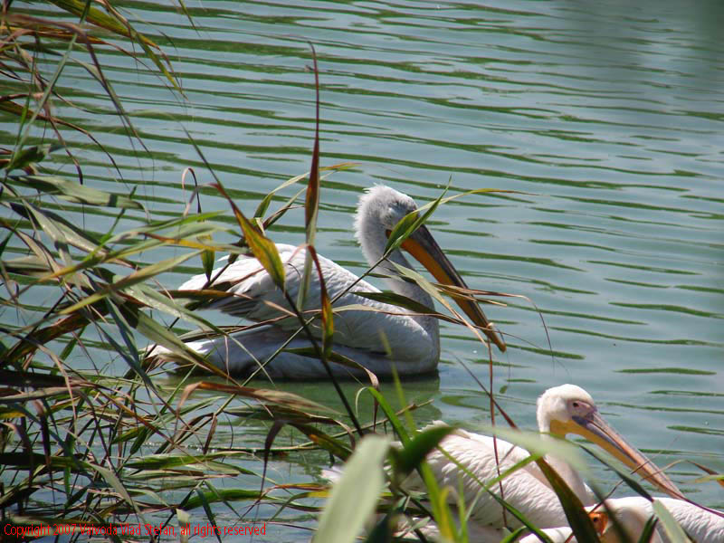 Vaivoda Vlad fotograf in Romania Pelecanidae Pelecanus lac din Microrezervatia Constanta 2007 animale pasari acvatice pelican