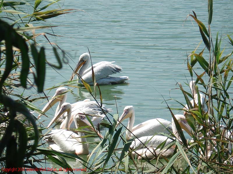 Vaivoda Vlad fotograf in Romania Pelecanidae Pelecanus lac din Microrezervatia Constanta 2007 animale pasari acvatice pelican