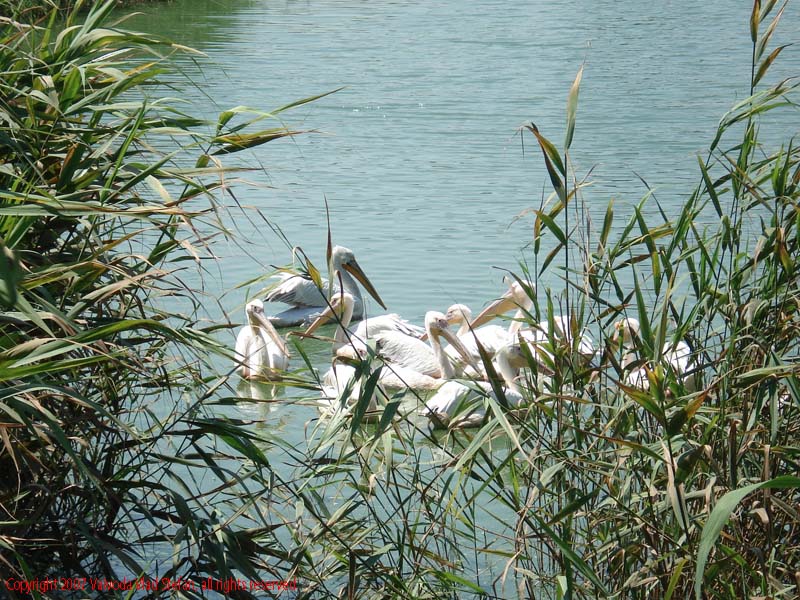 Vaivoda Vlad fotograf in Romania Pelecanidae Pelecanus lac din Microrezervatia Constanta 2007 animale pasari acvatice pelican
