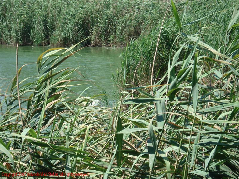 Vaivoda Vlad fotograf in Romania Pelecanidae Pelecanus lac din Microrezervatia Constanta 2007 animale pasari acvatice pelican