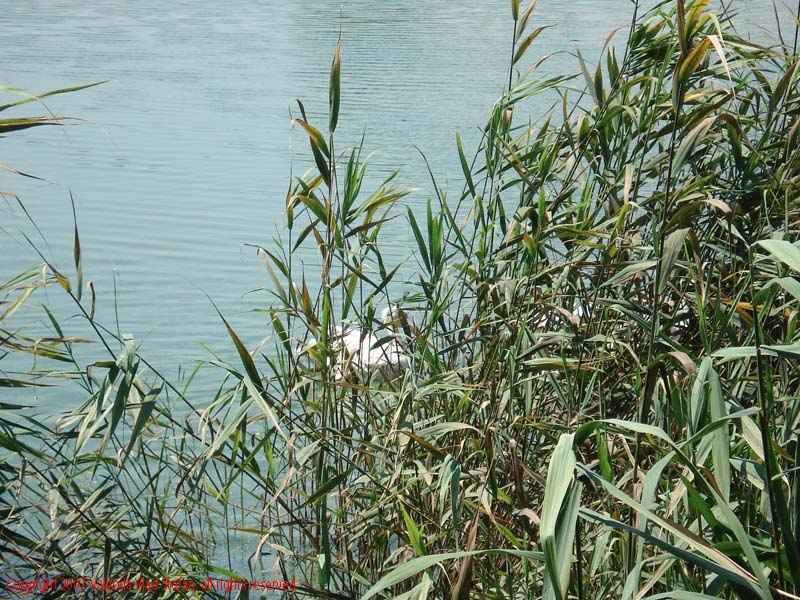 Vaivoda Vlad fotograf in Romania Pelecanidae Pelecanus lac din Microrezervatia Constanta 2007 animale pasari acvatice pelican