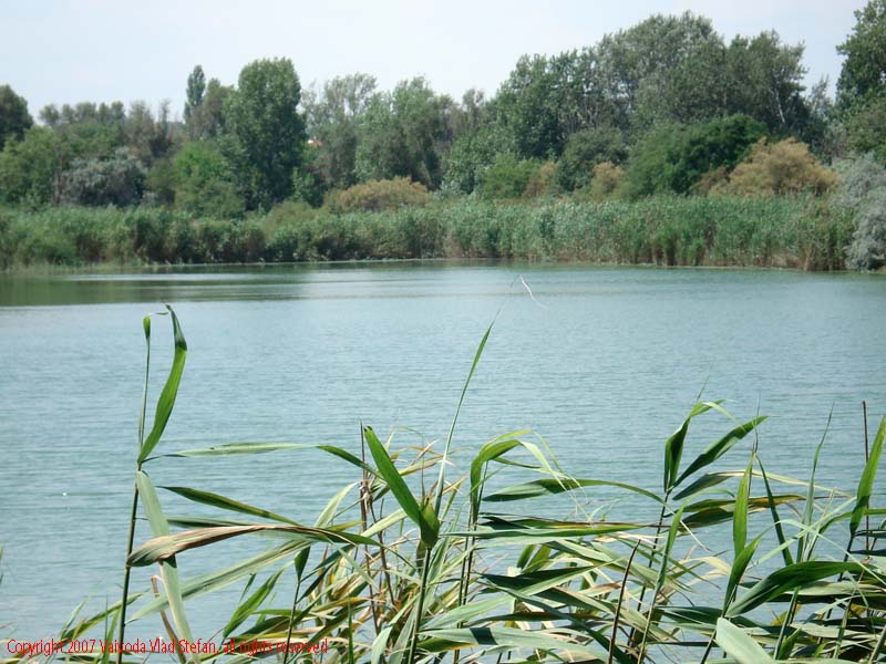 Vaivoda Vlad fotograf in Romania lac peisaj natura natural trestie copaci vegetatie acvatic Microrezervatia Constanta 2007
