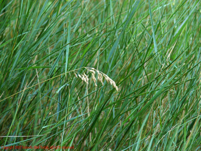 Vaivoda Vlad fotograf in Romania peisaj natura natural trestie vegetatie Microrezervatia Constanta 2007