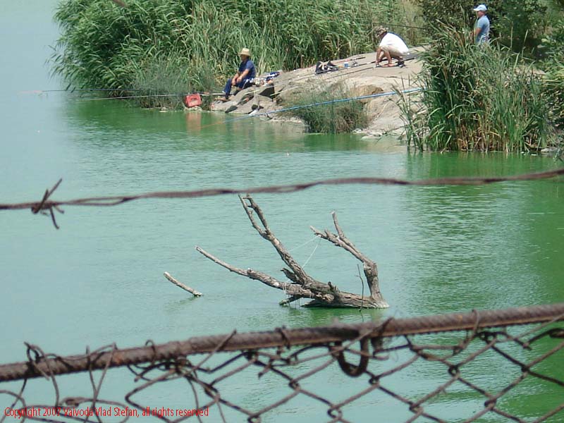 Vaivoda Vlad fotograf in Romania lac lacul tabacariei peisaj natura natural trestie copaci vegetatie acvatic Microrezervatia Constanta 2007