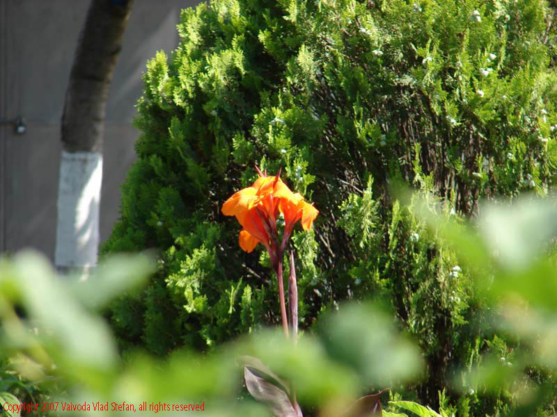 Vaivoda Vlad fotograf in Romania peisaj natura natural copaci vegetatie acvatic Microrezervatia Constanta 2007 floare flori