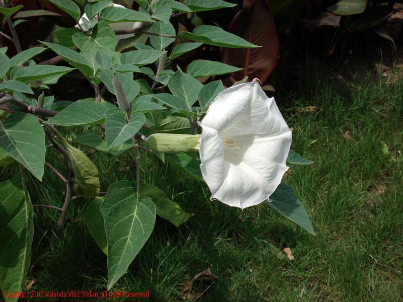 Vaivoda Vlad fotograf in Romania floare rochita randunicii volbura convolvulus arvensis Microrezervatia Constanta 2007