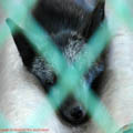 thumbnail poza galeria Microrezervatia Constanta 2007
