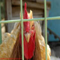 thumbnail poza galeria Microrezervatia Constanta 2007
