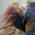 thumbnail poza galeria Microrezervatia Constanta 2007