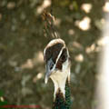 thumbnail poza galeria Microrezervatia Constanta 2007