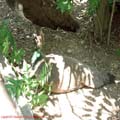 thumbnail poza galeria Microrezervatia Constanta 2007