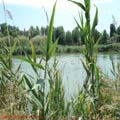 thumbnail poza galeria Microrezervatia Constanta 2007
