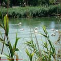 thumbnail poza galeria Microrezervatia Constanta 2007