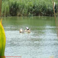 thumbnail poza galeria Microrezervatia Constanta 2007