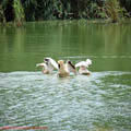 thumbnail poza galeria Microrezervatia Constanta 2007